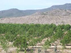 Anti-erosive measures applied in Cuba to figt soil erosion