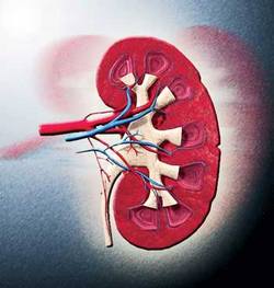 Nuevo diagnosticador cubano para pesquisaje renal