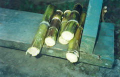 Sugar Cane