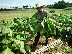 tabaco_cosecha.jpg tabaco_cosecha.jpg