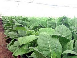 Sowing of Tobacco Begins in Cuban Province of Las Tunas