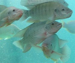 New kind of tilapia, genetically improved, is being introduced in Cuba