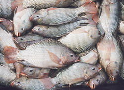 Cuba boosts artificial fish raising