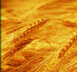 Cuba signs a contract with Canada to buy wheat