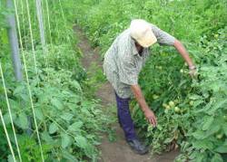  Las Tunas Cuba Propitiates More Consumption of Vegetables and Condiments