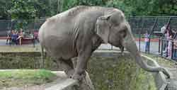 zoo elefante
