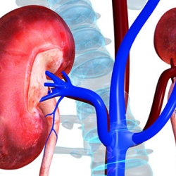 Prevention: Main antidote to avoid kidney diseases